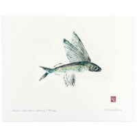 1015 Malolo Flyinh Fish gyotaku by Debra Lumpkins