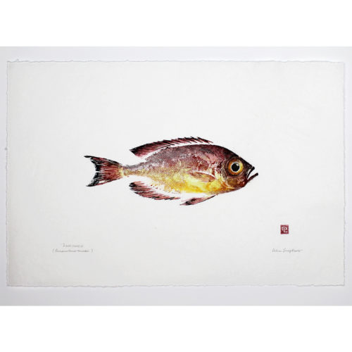 2347 aweoweo gyotaku by Debra Lumpkins