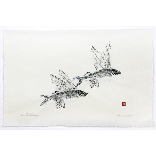 Two Malolo Flying Fish original gyotaku by Debra Lumpkins