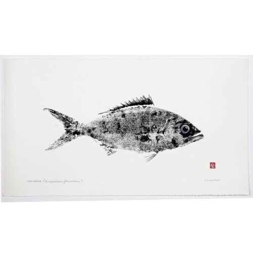 3585 Opakapaka Pink Snapper original gyotaku by Debra Lumpkins Studio