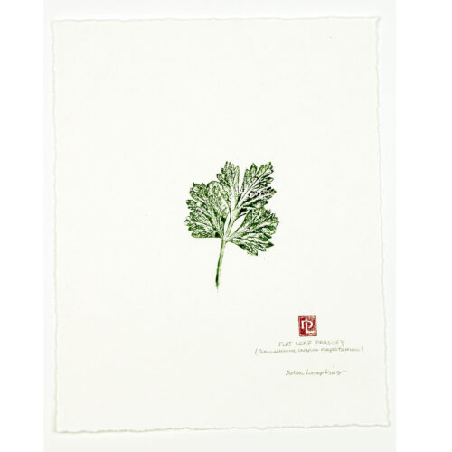 Flat Leaf Parsley original nature print by Debra Lumpkins