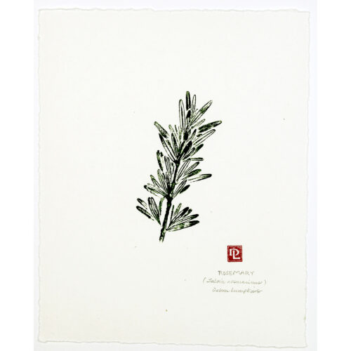 Rosemary original nature print by Debra Lumpkins